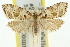  ( - 11ANIC-09789)  @14 [ ] CreativeCommons - Attribution (2011) ANIC/CBG Photography Group Centre for Biodiversity Genomics