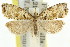  ( - 11ANIC-09790)  @14 [ ] CreativeCommons - Attribution (2011) ANIC/CBG Photography Group Centre for Biodiversity Genomics