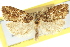  ( - 11ANIC-09814)  @11 [ ] CreativeCommons - Attribution (2011) ANIC/CBG Photography Group Centre for Biodiversity Genomics