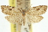  ( - 11ANIC-09816)  @11 [ ] CreativeCommons - Attribution (2011) ANIC/CBG Photography Group Centre for Biodiversity Genomics