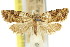 ( - 11ANIC-09817)  @11 [ ] CreativeCommons - Attribution (2011) ANIC/CBG Photography Group Centre for Biodiversity Genomics