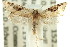  (Isochorista parmiferana - 11ANIC-09824)  @11 [ ] CreativeCommons - Attribution (2011) ANIC/CBG Photography Group Centre for Biodiversity Genomics