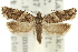  ( - 11ANIC-09835)  @11 [ ] CreativeCommons - Attribution (2011) ANIC/CBG Photography Group Centre for Biodiversity Genomics