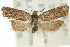  (Isochorista pumicosa - 11ANIC-09837)  @11 [ ] CreativeCommons - Attribution (2011) ANIC/CBG Photography Group Centre for Biodiversity Genomics
