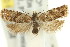  ( - 11ANIC-09838)  @11 [ ] CreativeCommons - Attribution (2011) ANIC/CBG Photography Group Centre for Biodiversity Genomics