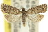  ( - 11ANIC-09840)  @11 [ ] CreativeCommons - Attribution (2011) ANIC/CBG Photography Group Centre for Biodiversity Genomics
