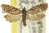  (Isochorista panaeolana - 11ANIC-09841)  @11 [ ] CreativeCommons - Attribution (2011) ANIC/CBG Photography Group Centre for Biodiversity Genomics