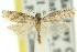  (Isochorista ranulana - 11ANIC-09844)  @11 [ ] CreativeCommons - Attribution (2011) ANIC/CBG Photography Group Centre for Biodiversity Genomics