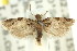  (Isochorista melanocrypta - 11ANIC-09847)  @13 [ ] CreativeCommons - Attribution (2011) ANIC/CBG Photography Group Centre for Biodiversity Genomics