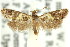  ( - 11ANIC-09855)  @11 [ ] CreativeCommons - Attribution (2011) ANIC/CBG Photography Group Centre for Biodiversity Genomics