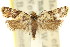  (Isochorista sp. ANIC1 - 11ANIC-09856)  @11 [ ] CreativeCommons - Attribution (2011) ANIC/CBG Photography Group Centre for Biodiversity Genomics