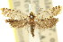  ( - 11ANIC-09857)  @11 [ ] CreativeCommons - Attribution (2011) ANIC/CBG Photography Group Centre for Biodiversity Genomics