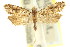  (Isochorista sp. ANIC2 - 11ANIC-09860)  @11 [ ] CreativeCommons - Attribution (2011) ANIC/CBG Photography Group Centre for Biodiversity Genomics