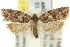  (Isochorista chaodes - 11ANIC-09861)  @13 [ ] CreativeCommons - Attribution (2011) ANIC/CBG Photography Group Centre for Biodiversity Genomics