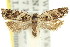  ( - 11ANIC-09862)  @11 [ ] CreativeCommons - Attribution (2011) ANIC/CBG Photography Group Centre for Biodiversity Genomics