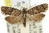  (Isochorista sp. ANIC3 - 11ANIC-09863)  @14 [ ] CreativeCommons - Attribution (2011) ANIC/CBG Photography Group Centre for Biodiversity Genomics