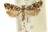  (Isochorista sp. ANIC5 - 11ANIC-09868)  @13 [ ] CreativeCommons - Attribution (2011) ANIC/CBG Photography Group Centre for Biodiversity Genomics
