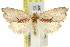  (Glyphidoptera polymita - 11ANIC-09870)  @14 [ ] CreativeCommons - Attribution (2011) ANIC/CBG Photography Group Centre for Biodiversity Genomics