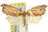  ( - 11ANIC-09871)  @11 [ ] CreativeCommons - Attribution (2011) ANIC/CBG Photography Group Centre for Biodiversity Genomics