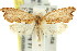  ( - 11ANIC-09872)  @11 [ ] CreativeCommons - Attribution (2011) ANIC/CBG Photography Group Centre for Biodiversity Genomics