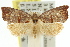  (Glyphidoptera - 11ANIC-09875)  @15 [ ] CreativeCommons - Attribution (2011) ANIC/CBG Photography Group Centre for Biodiversity Genomics