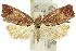  ( - 11ANIC-09876)  @11 [ ] CreativeCommons - Attribution (2011) ANIC/CBG Photography Group Centre for Biodiversity Genomics
