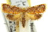  ( - 11ANIC-09877)  @11 [ ] CreativeCommons - Attribution (2011) ANIC/CBG Photography Group Centre for Biodiversity Genomics