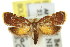  ( - 11ANIC-09879)  @11 [ ] CreativeCommons - Attribution (2011) ANIC/CBG Photography Group Centre for Biodiversity Genomics
