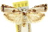  ( - 11ANIC-09917)  @11 [ ] CreativeCommons - Attribution (2011) ANIC/CBG Photography Group Centre for Biodiversity Genomics