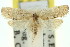  ( - 11ANIC-09976)  @14 [ ] CreativeCommons - Attribution (2011) ANIC/CBG Photography Group Centre for Biodiversity Genomics