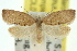  ( - 11ANIC-09977)  @11 [ ] CreativeCommons - Attribution (2011) ANIC/CBG Photography Group Centre for Biodiversity Genomics