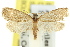  ( - 11ANIC-09980)  @11 [ ] CreativeCommons - Attribution (2011) ANIC/CBG Photography Group Centre for Biodiversity Genomics