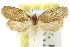  ( - 11ANIC-09981)  @11 [ ] CreativeCommons - Attribution (2011) ANIC/CBG Photography Group Centre for Biodiversity Genomics