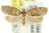  ( - 11ANIC-09982)  @11 [ ] CreativeCommons - Attribution (2011) ANIC/CBG Photography Group Centre for Biodiversity Genomics