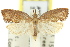  (Capua1 leucostacta - 11ANIC-09988)  @12 [ ] CreativeCommons - Attribution (2011) ANIC/CBG Photography Group Centre for Biodiversity Genomics