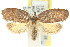  ( - 11ANIC-09994)  @13 [ ] CreativeCommons - Attribution (2011) ANIC/CBG Photography Group Centre for Biodiversity Genomics