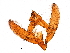  ( - 11ANIC-11307)  @11 [ ] CreativeCommons - Attribution (2018) CBG Photography Group Centre for Biodiversity Genomics