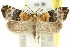  ( - 11ANIC-10002)  @11 [ ] CreativeCommons - Attribution (2011) ANIC/CBG Photography Group Centre for Biodiversity Genomics