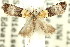  ( - 11ANIC-10003)  @11 [ ] CreativeCommons - Attribution (2011) ANIC/CBG Photography Group Centre for Biodiversity Genomics