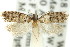  ( - 11ANIC-10008)  @11 [ ] CreativeCommons - Attribution (2011) ANIC/CBG Photography Group Centre for Biodiversity Genomics