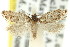  (Authomaema sp. ANIC1 - 11ANIC-10009)  @11 [ ] CreativeCommons - Attribution (2011) ANIC/CBG Photography Group Centre for Biodiversity Genomics