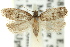  ( - 11ANIC-10010)  @11 [ ] CreativeCommons - Attribution (2011) ANIC/CBG Photography Group Centre for Biodiversity Genomics