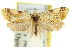  ( - 11ANIC-10018)  @11 [ ] CreativeCommons - Attribution (2011) ANIC/CBG Photography Group Centre for Biodiversity Genomics