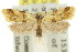  ( - 11ANIC-10019)  @13 [ ] CreativeCommons - Attribution (2011) ANIC/CBG Photography Group Centre for Biodiversity Genomics