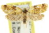  (Isochorista cerophanes - 11ANIC-10020)  @14 [ ] CreativeCommons - Attribution (2011) ANIC/CBG Photography Group Centre for Biodiversity Genomics