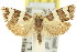  ( - 11ANIC-10043)  @11 [ ] CreativeCommons - Attribution (2011) ANIC/CBG Photography Group Centre for Biodiversity Genomics