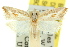  ( - 11ANIC-10057)  @13 [ ] CreativeCommons - Attribution (2011) ANIC/CBG Photography Group Centre for Biodiversity Genomics