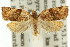  (Capua1 castanitis - 11ANIC-10068)  @11 [ ] CreativeCommons - Attribution (2011) ANIC/CBG Photography Group Centre for Biodiversity Genomics