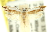  (Iulactis sp. ANIC1 - 11ANIC-10071)  @12 [ ] CreativeCommons - Attribution (2011) ANIC/CBG Photography Group Centre for Biodiversity Genomics