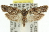  (Clerarcha - 11ANIC-10098)  @15 [ ] CreativeCommons - Attribution (2011) ANIC/CBG Photography Group Centre for Biodiversity Genomics